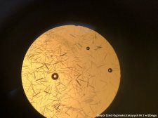2018.11.30 - 3C - UWM - Olsztyn - Wykłady - biologia